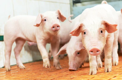 Group Of Piglets