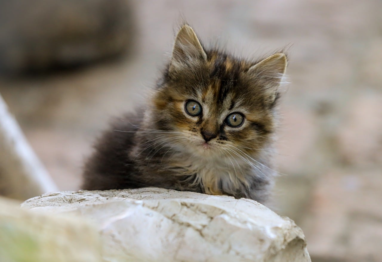 Kitten Ilonaburschl Pixabay com