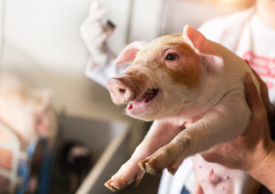 Piglet Vet Injection