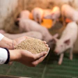 Piglets Feed