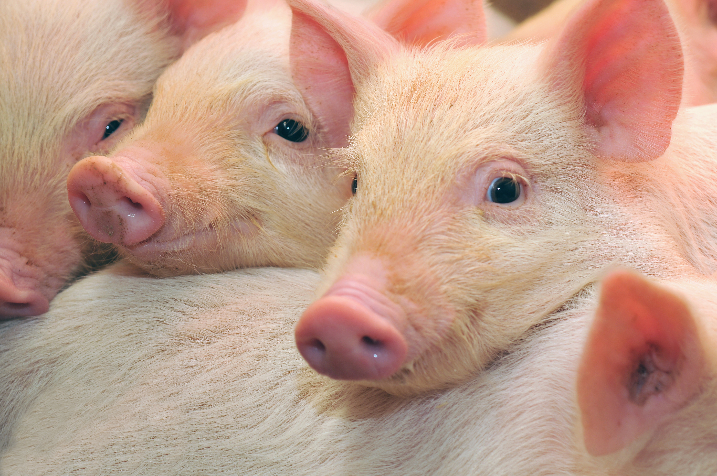 Piglets