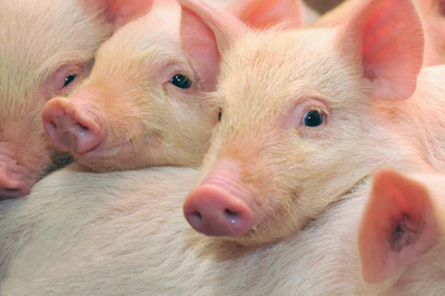 Piglets