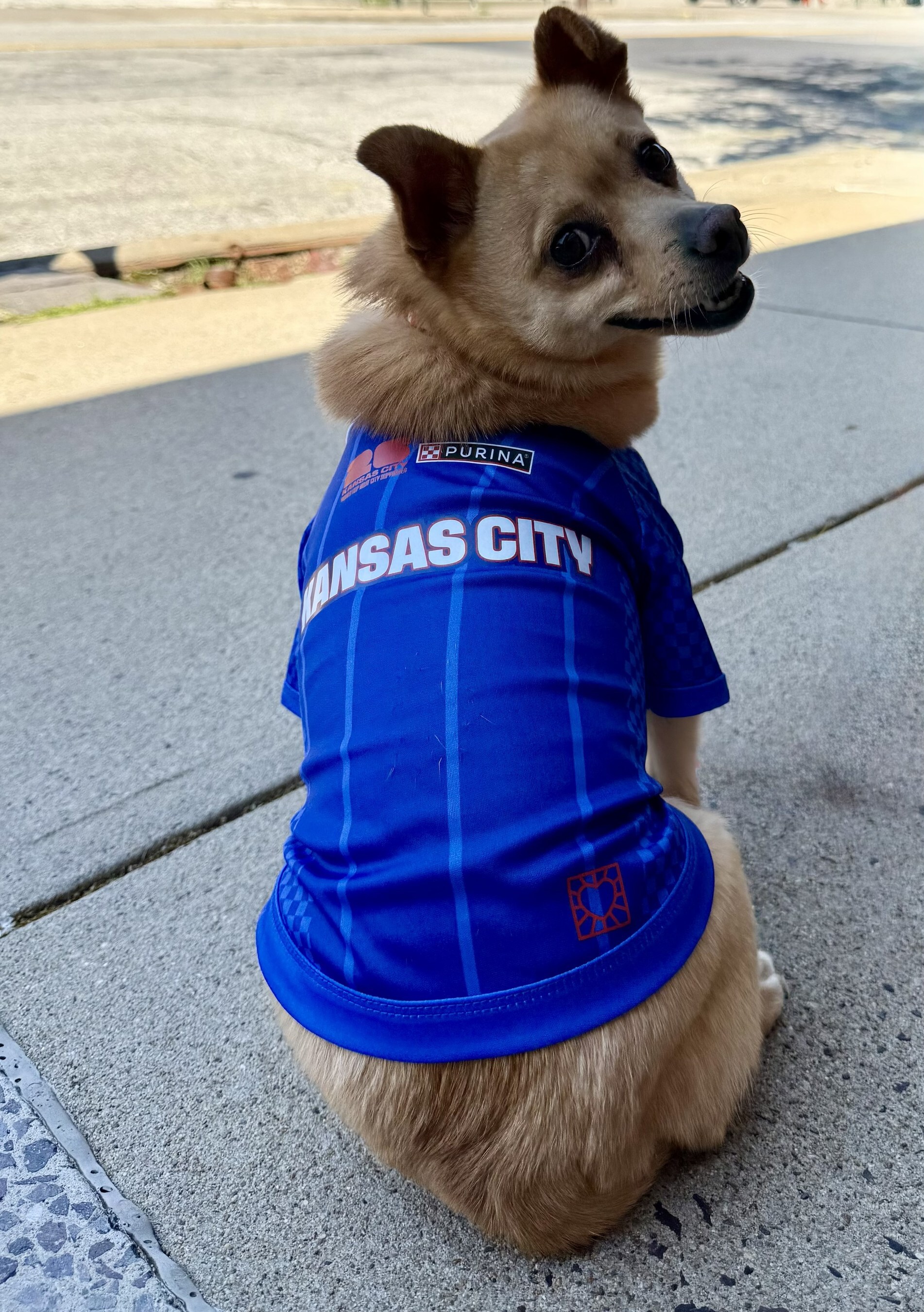 Small tan and white dog wearing blue Kansas City Purina Pro Plan sports jersey at the beach