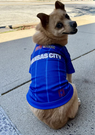 Small tan and white dog wearing blue Kansas City Purina Pro Plan sports jersey at the beach