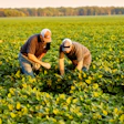 Two Male Workers With Soybean Plants Habbe Farm