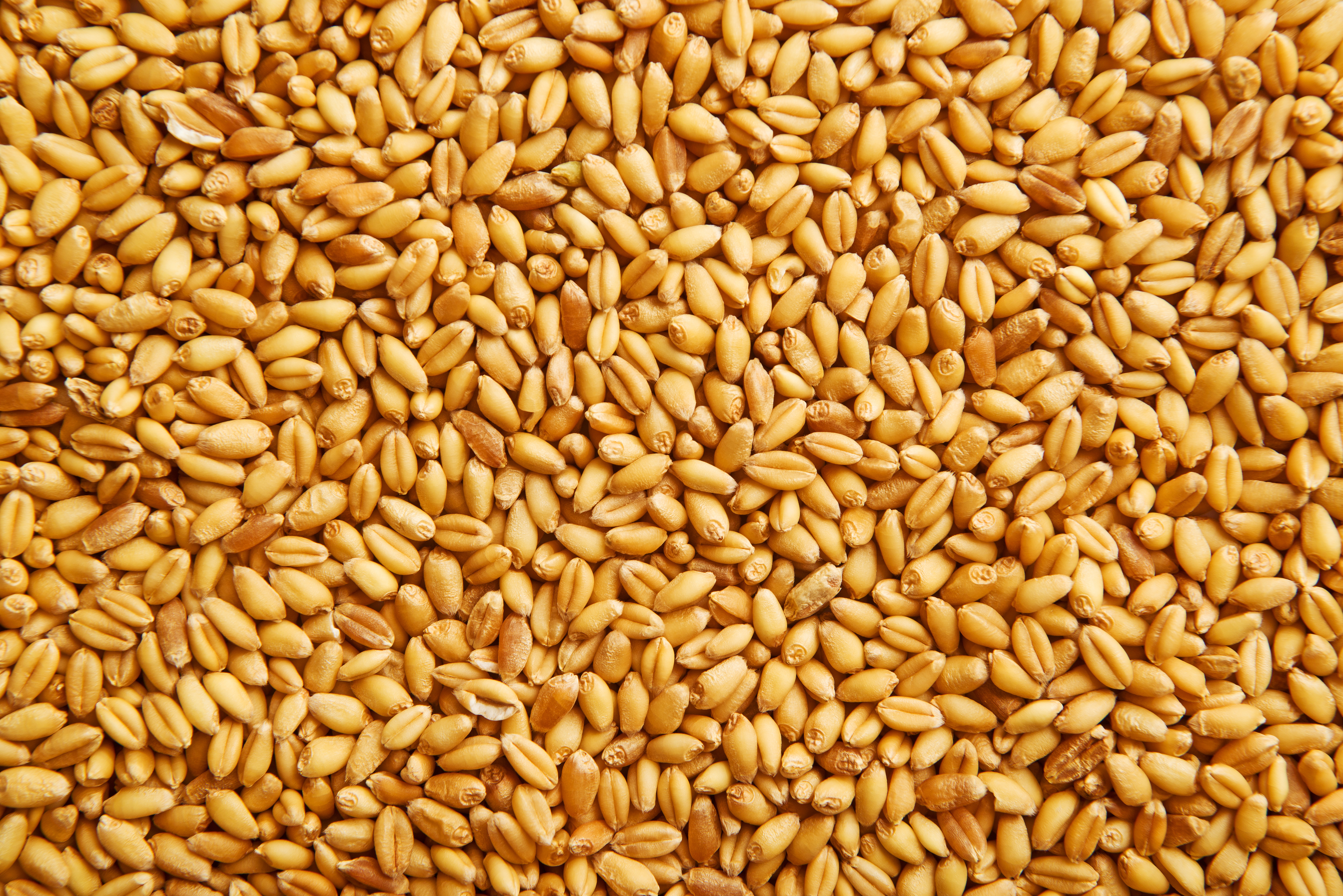 Wheat Grains (3)