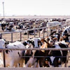 Beef Cattle Feedlot