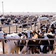 Beef Cattle Feedlot
