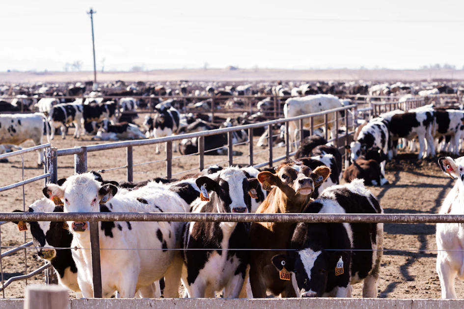 USDA confirms three new screwworm cases in Texas