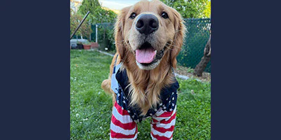 Golden retriever wearing red, white, and blue striped shorts smiling in a backyard
