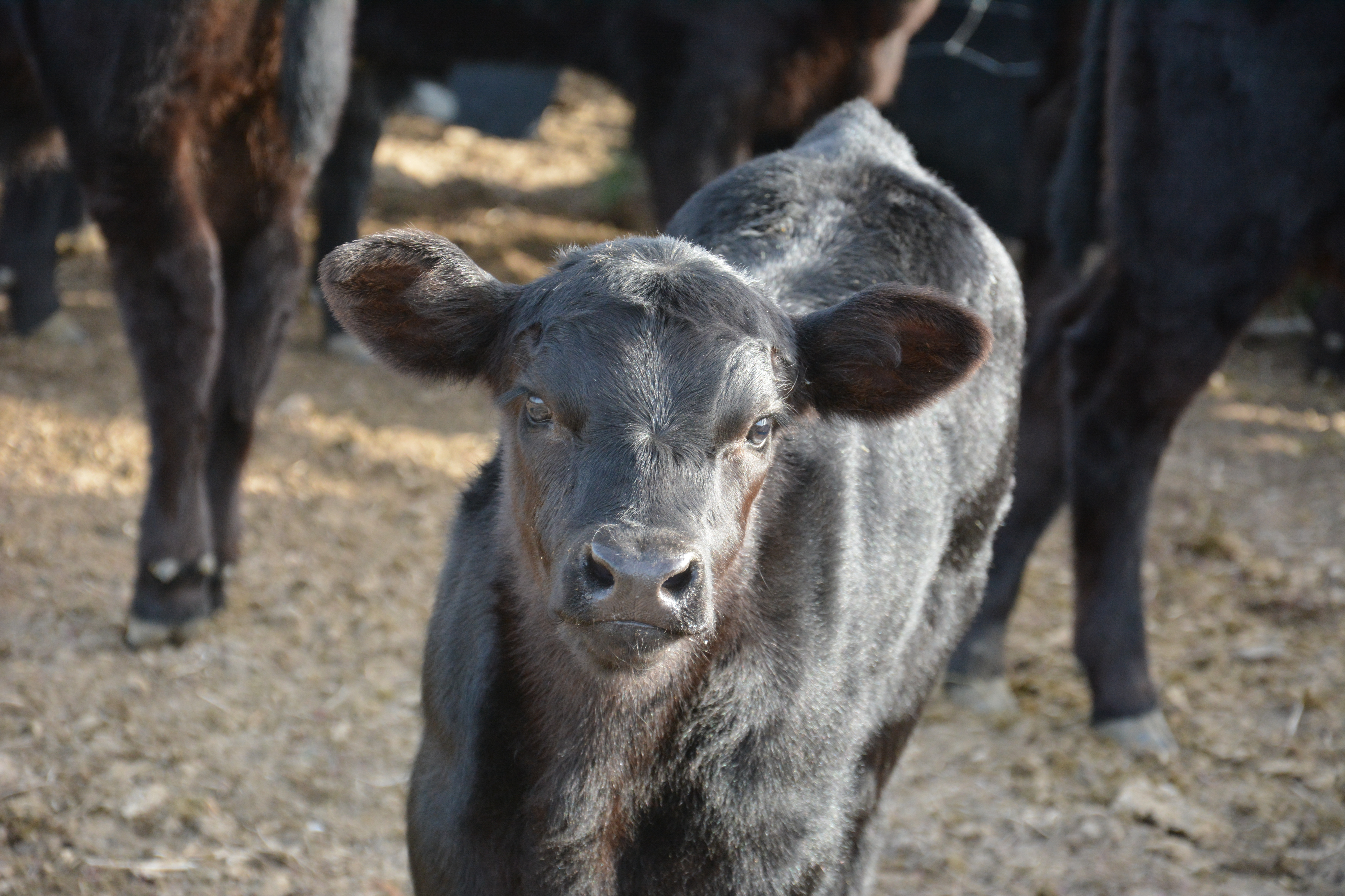 Black Angus Calf Calf