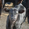Black Angus Calf Calf