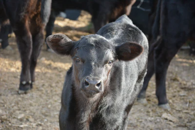 Black Angus Calf Calf