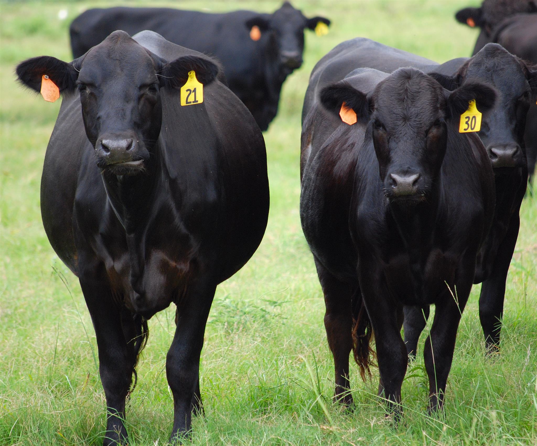 Black Angus Farm