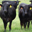 Black Angus Farm