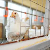 Broilers Chickens At Feeder