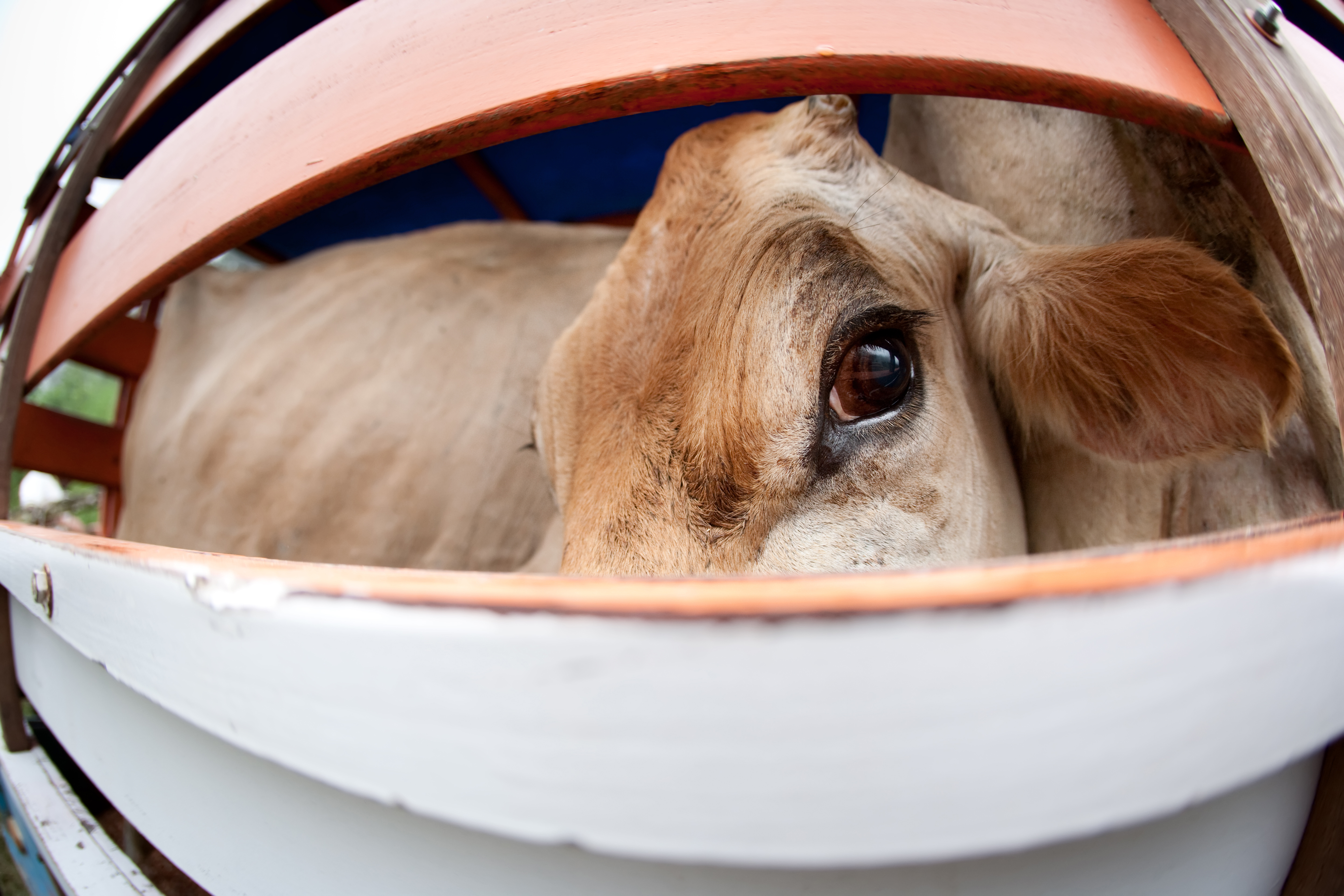 Brown Cow On Truck