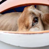 Brown Cow On Truck