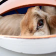 Brown Cow On Truck