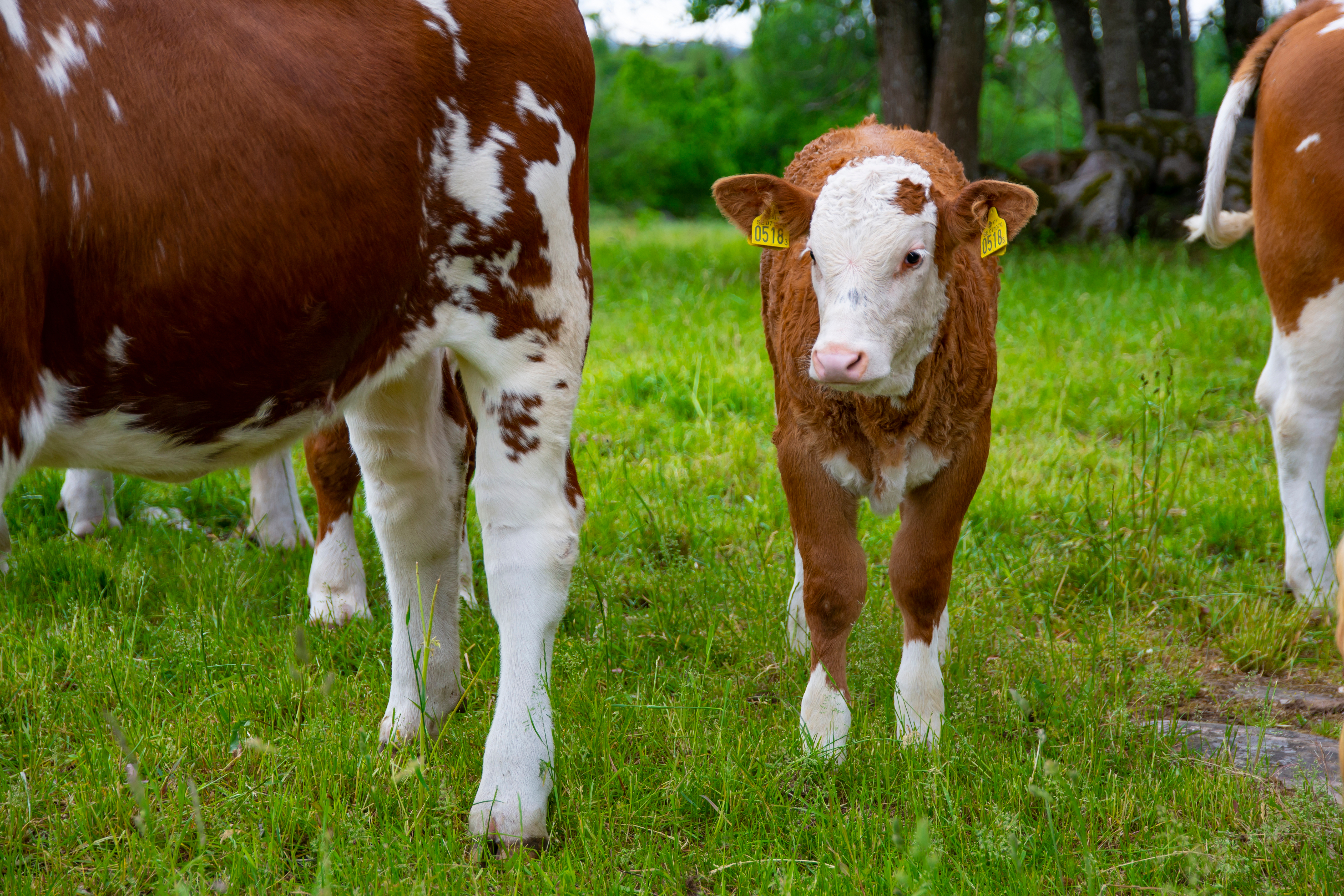 Brown White Calf