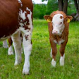 Brown White Calf