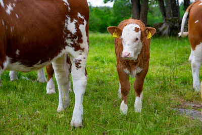 Brown White Calf