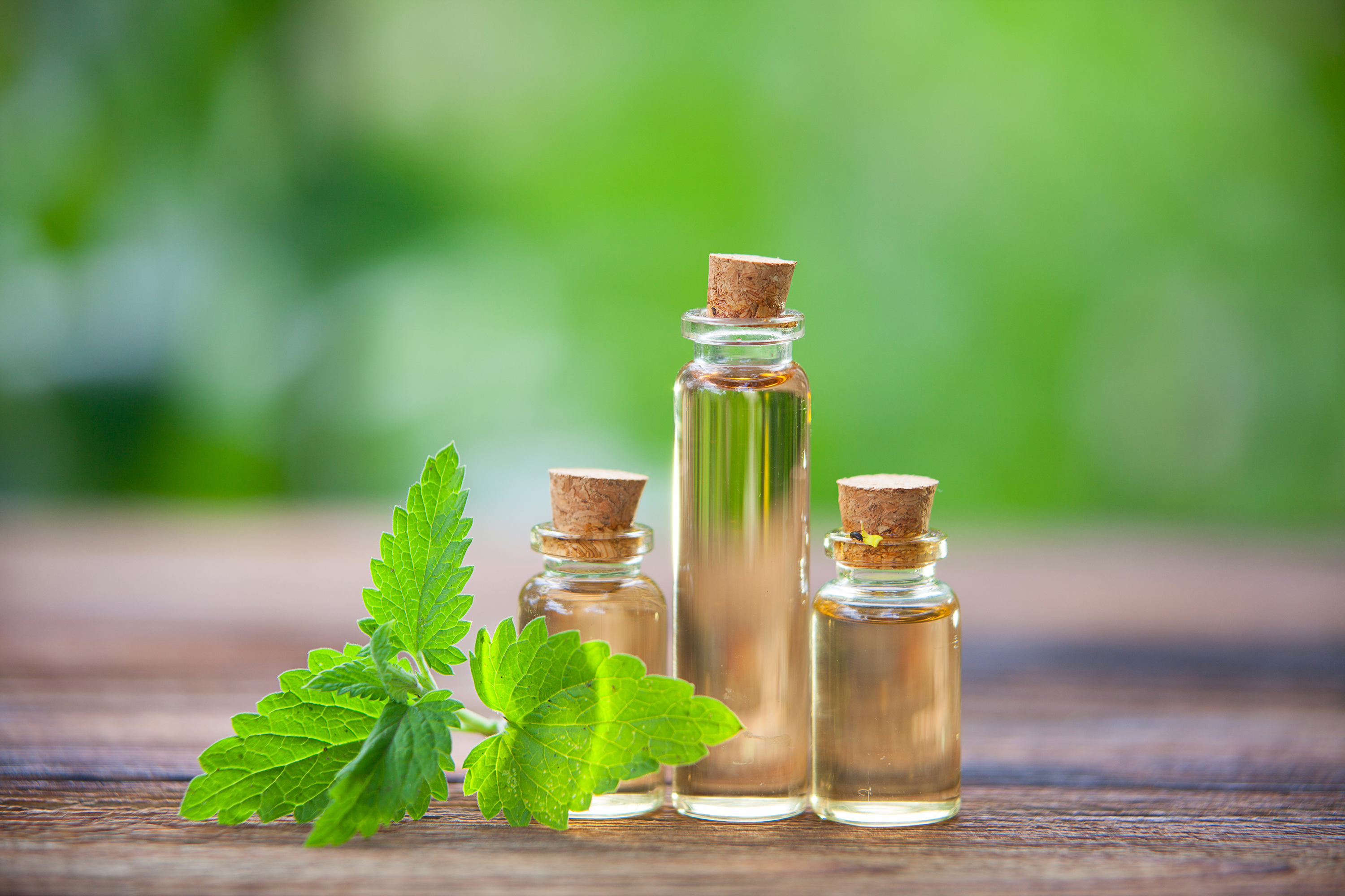 Catmint Essential Oil