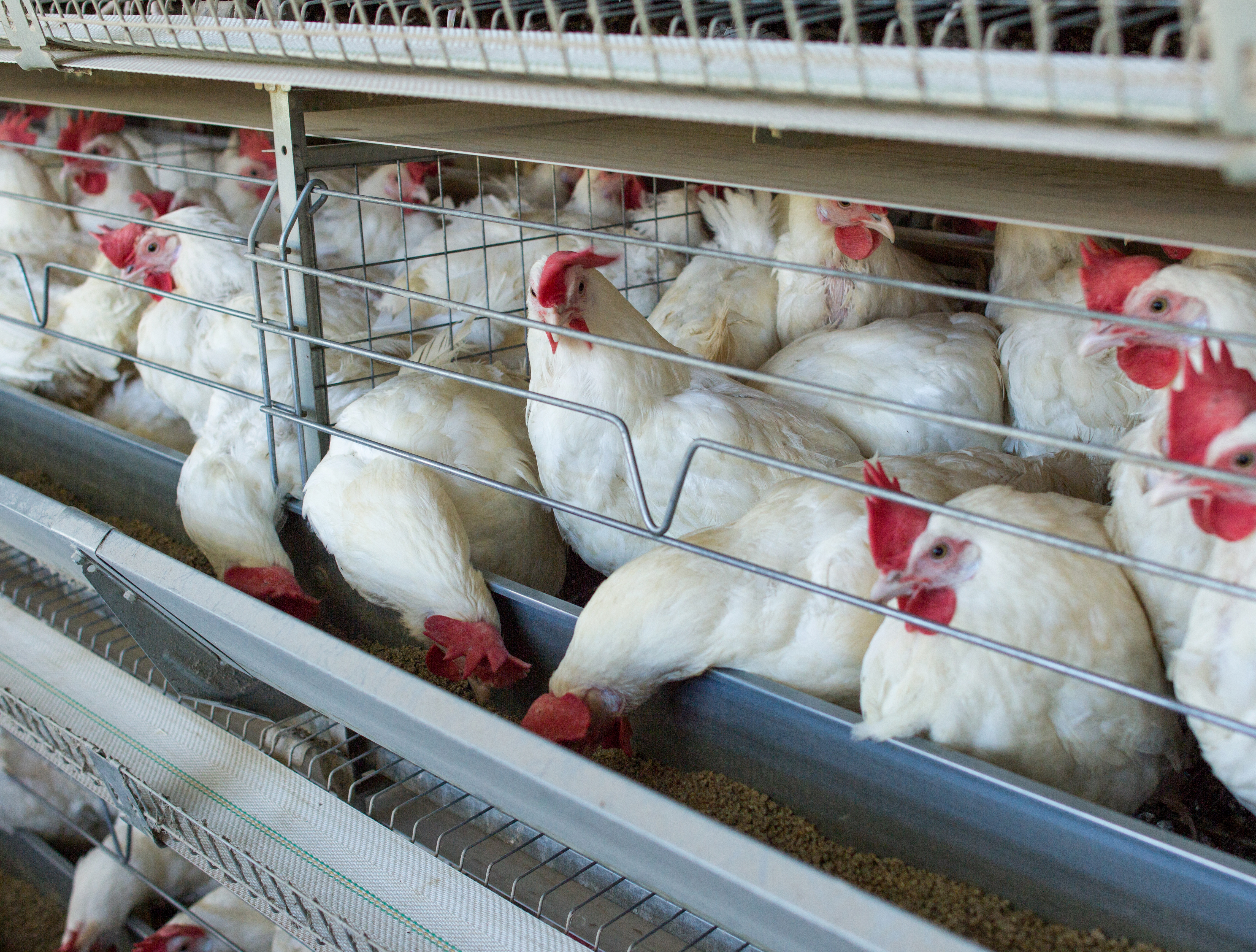 Chickens Eating From Feeder