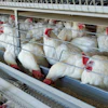 Chickens Eating From Feeder