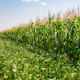 Corn Soybean Field
