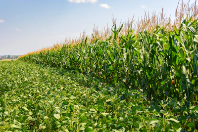 Corn Soybean Field