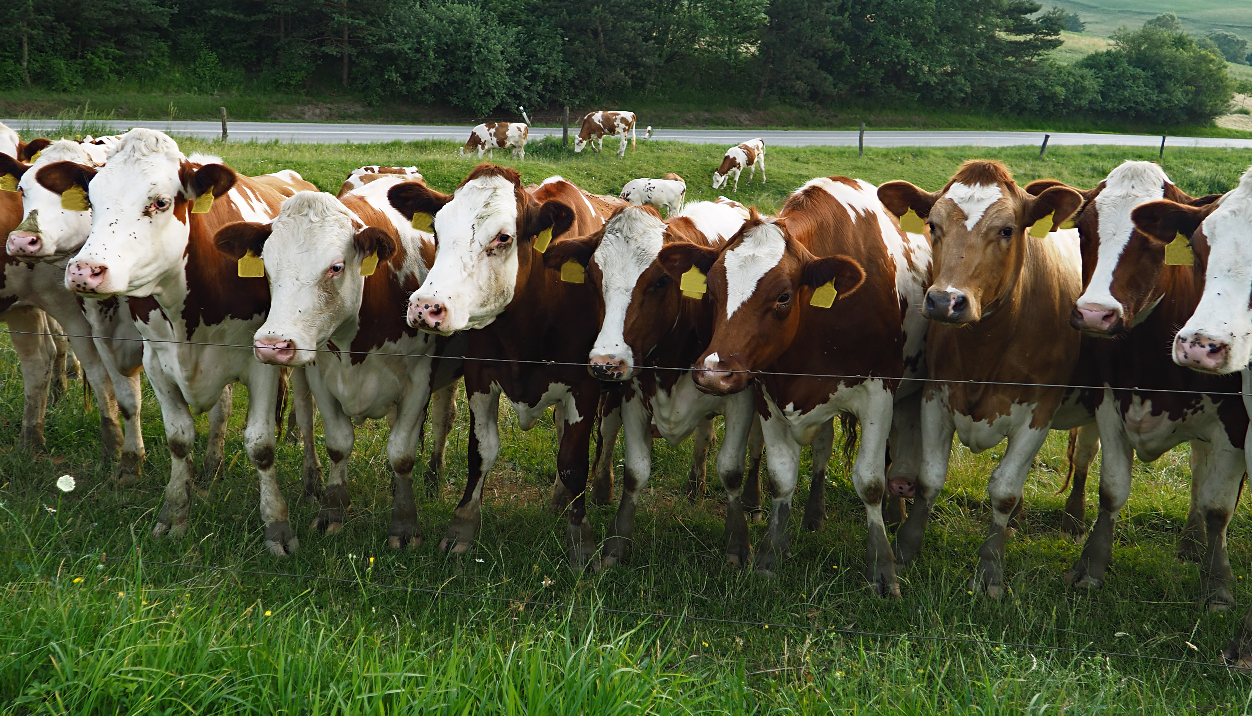 Cows Outside