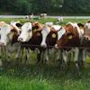 Cows Outside