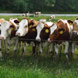 Cows Outside