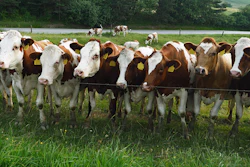 Cows Outside