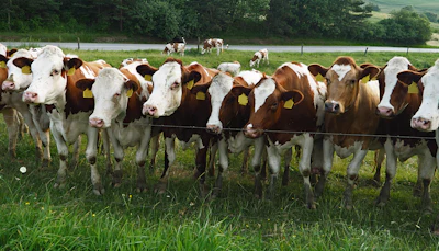 Cows Outside