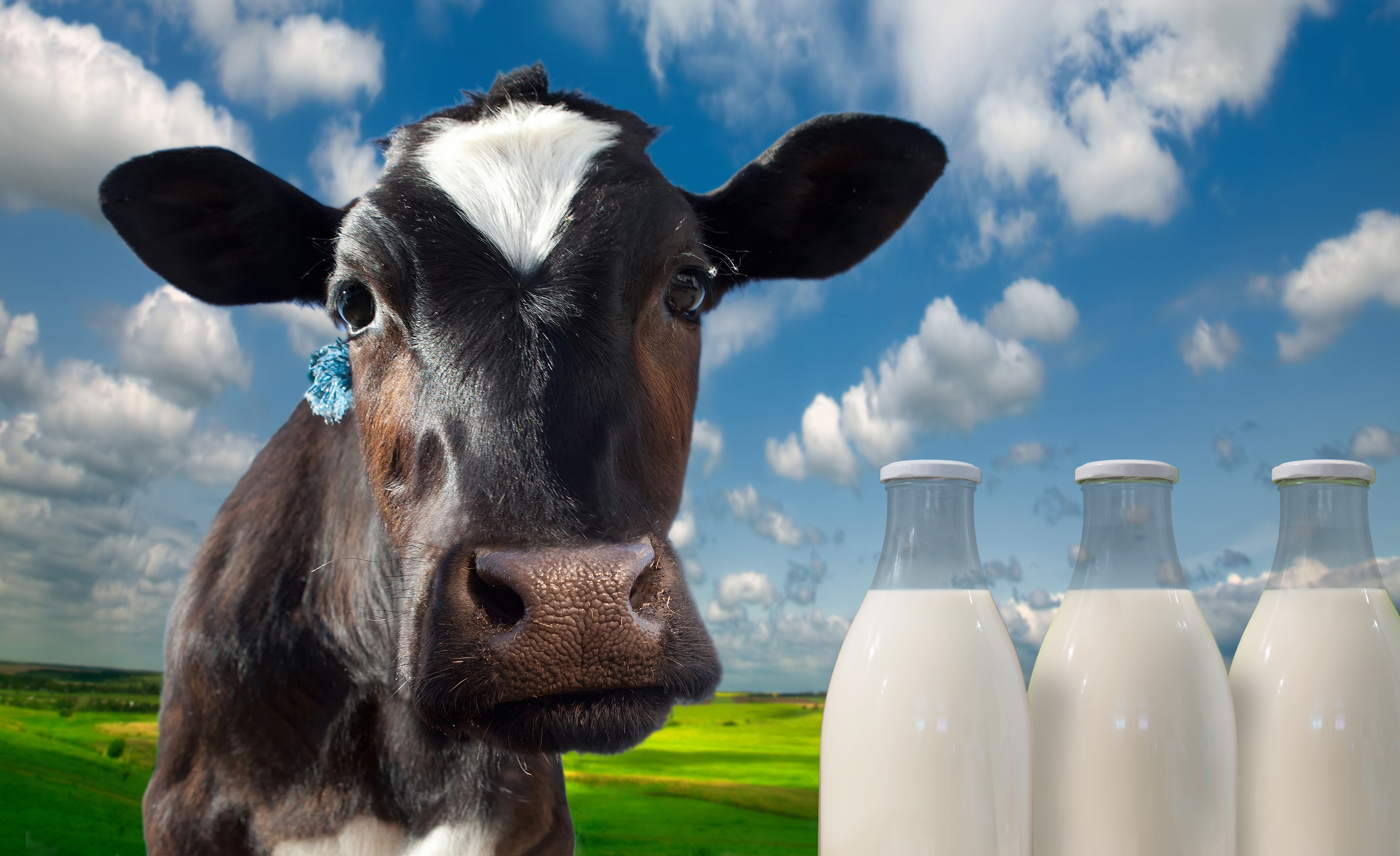 Dairy Cow Milk