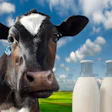 Dairy Cow Milk
