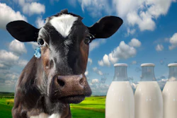 Dairy Cow Milk