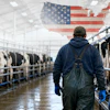 Dairy Labor