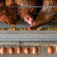 Laying Hens Eating