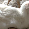 Mhp Acquisition Broiler