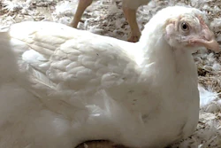 Mhp Acquisition Broiler