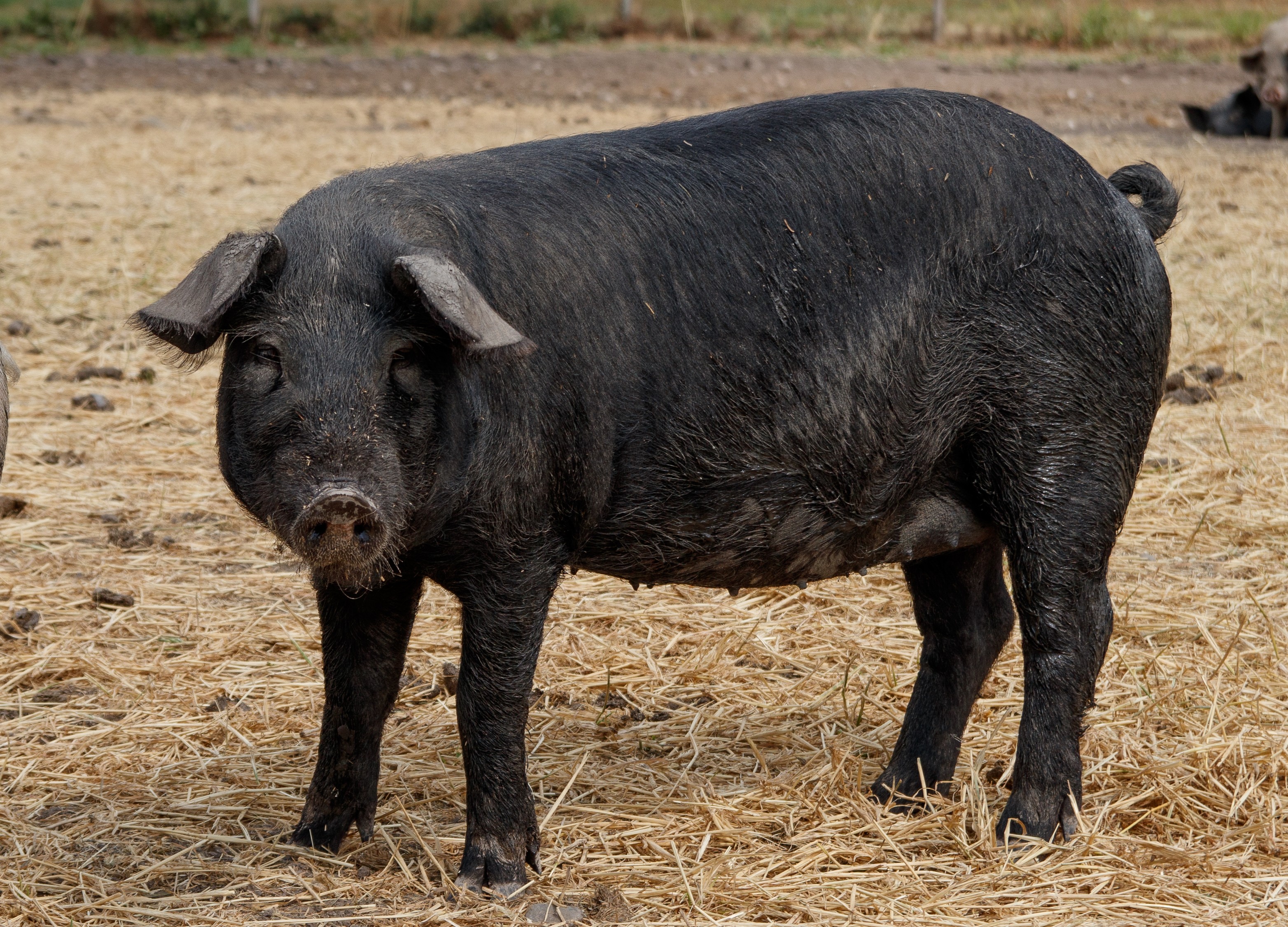 Pig Farm And Food Care
