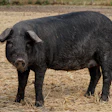 Pig Farm And Food Care