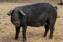 Pig Farm And Food Care
