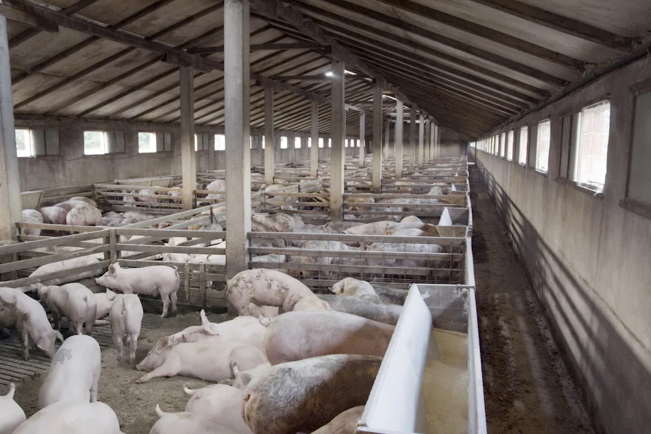 Germany’s pig population stable while farm numbers fall