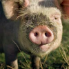 Pig Snout Closeup4