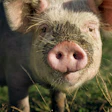 Pig Snout Closeup4