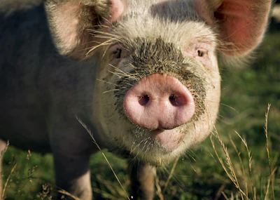 Pig Snout Closeup4
